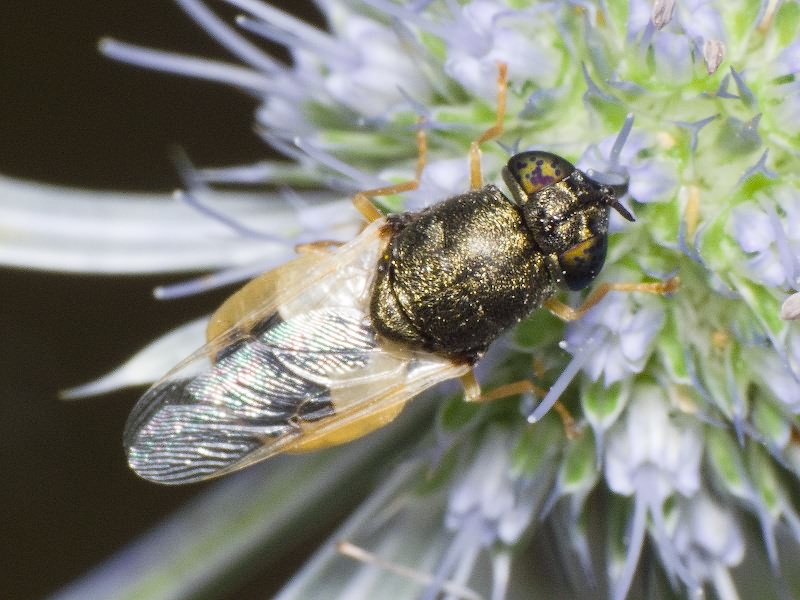 Oplodontha viridula (Fabricius, 1775)